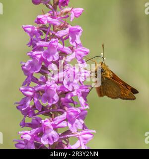 Gymnadenia conopsea, orchidée Fragant, frageant de marais, fragrance de craie avec Ochlodes sylvanus Banque D'Images