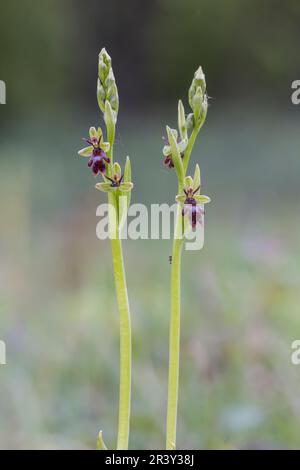 Ophrys insectifera, connu sous le nom d'Orchid de mouche, ophrys portant des insectes Banque D'Images