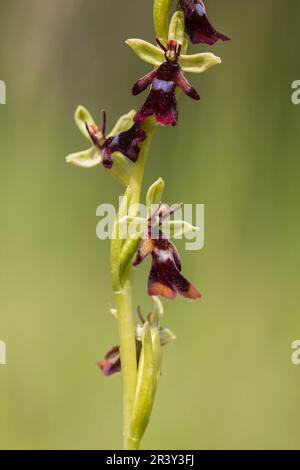 Ophrys insectifera, connu sous le nom d'Orchid de mouche, ophrys portant des insectes Banque D'Images