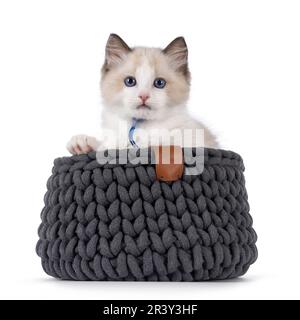 Mignon chat bicolore Ragdoll chaton, assis dans un panier tricoté. Regarder vers l'appareil photo avec les yeux bleus. Isolé sur un fond blanc. Banque D'Images