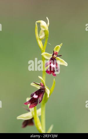 Ophrys insectifera, connu sous le nom d'Orchid de mouche, ophrys portant des insectes Banque D'Images