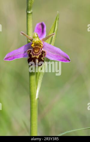 Ophrys apifera, connu sous le nom d'orchidée abeille Banque D'Images