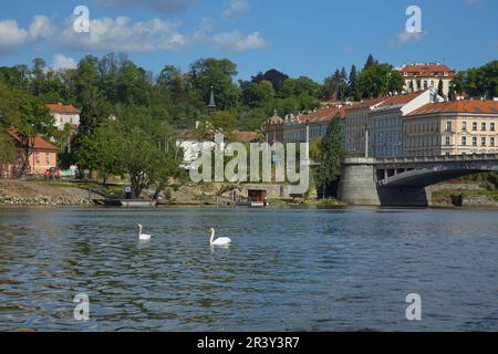 Deux cygnes sur la Vltava à Prague, République tchèque, Europe Banque D'Images