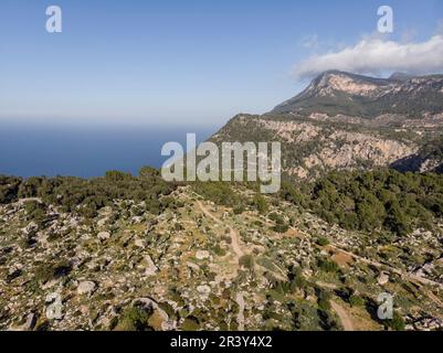 Olivar de son Oleza y puig de sa Talaia Vella Banque D'Images