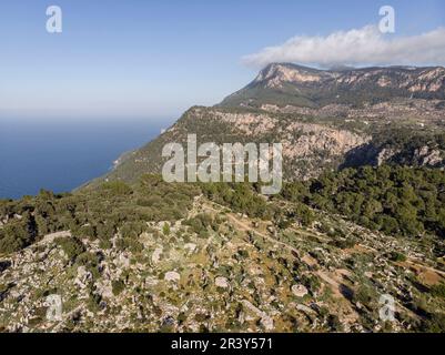 Olivar de son Oleza y puig de sa Talaia Vella Banque D'Images