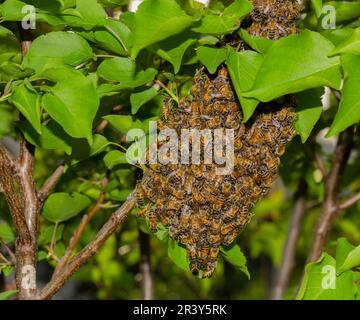 Gros plan des abeilles. Essaim d'abeilles, leurs milliers et la reine. Banque D'Images