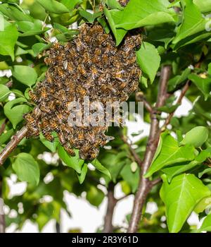 Gros plan des abeilles. Essaim d'abeilles, leurs milliers et la reine. Banque D'Images