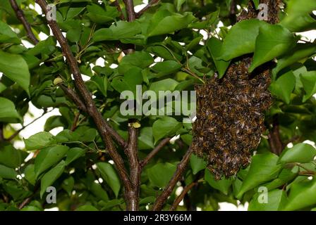 Gros plan des abeilles. Essaim d'abeilles, leurs milliers et la reine. Banque D'Images