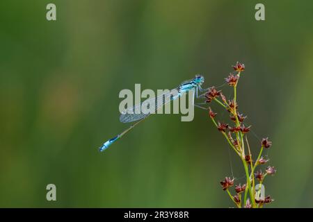 Ischnula elegans, connu sous le nom de mouche à queue bleue, Common bluetail Banque D'Images