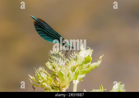 Calopteryx virgo, (homme) Damselfly, belle demoiselle Banque D'Images