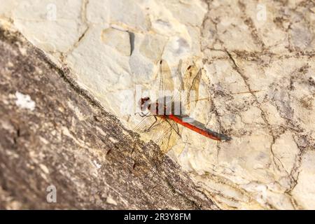 Sympetrum striolatum, connu sous le nom de dard commun, libellule de Basse-Saxe, Allemagne Banque D'Images