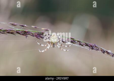 Araneus quadratus, appelé Orb-weaver à quatre points (forme brillante) Banque D'Images