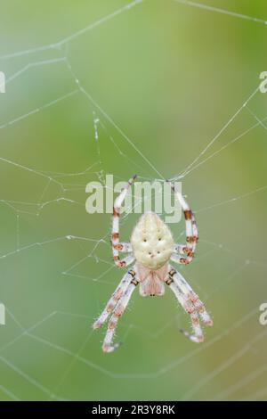 Araneus quadratus, appelé Orb-weaver à quatre points (forme brillante) Banque D'Images