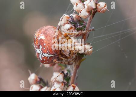 Araneus quadratus, connu sous le nom d'orb-tisserand à quatre points (homme, forme foncée) Banque D'Images