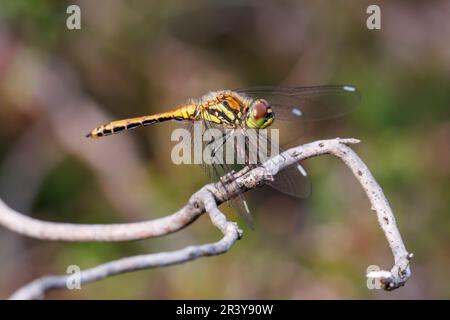 Sympetrum danae (femelle), connu sous le nom de Black Darter, Black meadowhawk Banque D'Images