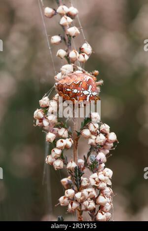 Araneus quadratus, connu sous le nom d'orb-tisserand à quatre points (homme, forme foncée) Banque D'Images