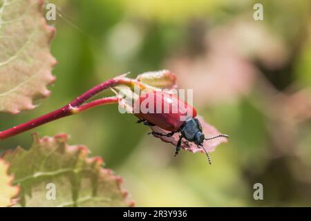Chrysomela populi, connue sous le nom de coléoptère des feuilles de peuplier rouge, coléoptère des feuilles, coléoptère des feuilles de peuplier Banque D'Images