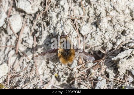 Bombylius Major, connu sous le nom de grande mouche d'abeille, grande mouche d'abeille, mouche d'abeille à bord foncé Banque D'Images