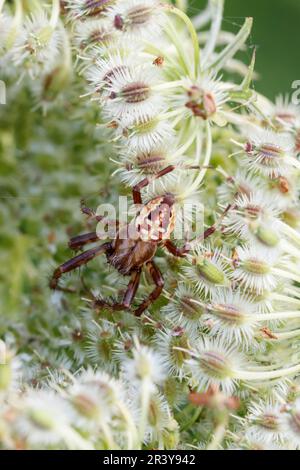 Araneus quadratus, connu sous le nom d'orb-tisserand à quatre points (homme, forme foncée) Banque D'Images