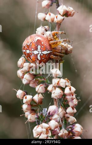 Araneus quadratus, connu sous le nom d'orb-tisserand à quatre points (homme, forme foncée) Banque D'Images