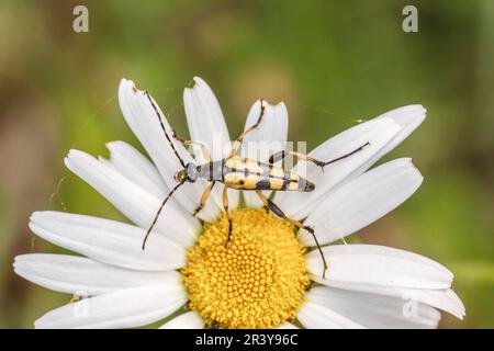 Rutpela maculata (Strangalia maculata) connu sous le nom de longhorn tacheté, coléoptère de longhorn tacheté Banque D'Images