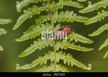 Cercovis vulnerata, connu sous le nom de coupe-froid noir et rouge, coupe-froid rouge et noir, coupe-froid Banque D'Images