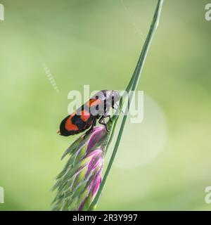 Cercovis vulnerata, connu sous le nom de coupe-froid noir et rouge, coupe-froid rouge et noir, coupe-froid Banque D'Images