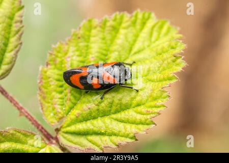 Cercovis vulnerata, connu sous le nom de coupe-froid noir et rouge, coupe-froid rouge et noir, coupe-froid Banque D'Images