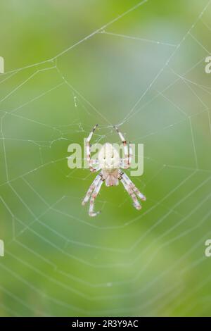 Araneus quadratus, Vierfleck-Kreuzspinne, Vierfleckkreuzspinne (forme helle) - Araneus quadratus, connu sous le nom d'orb-tisserand à quatre points (forme brillante) Banque D'Images