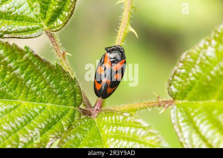 Cercovis vulnerata, connu sous le nom de coupe-froid noir et rouge, coupe-froid rouge et noir, coupe-froid Banque D'Images