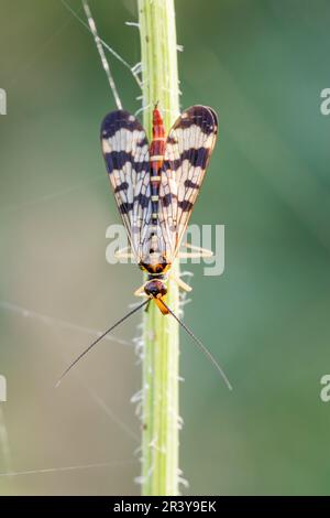 Panorpa communis, connu sous le nom de la mouche de scorpionFly commune (femelle) Banque D'Images