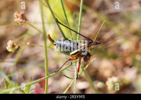 Barbitistes fischeri, Fischers Säbelschrecke, Südfranzösische Säbelschrecke - Barbitists fischeri, connu sous le nom de buisson-cricket, gras à longues cornes Banque D'Images