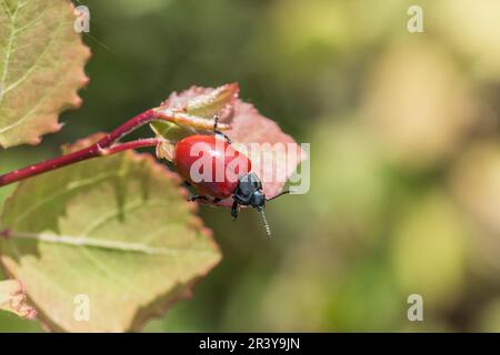 Chrysomela populi, connue sous le nom de coléoptère des feuilles de peuplier rouge, coléoptère des feuilles, coléoptère des feuilles de peuplier Banque D'Images