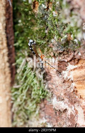 Rhyssa persuasia, Holzwespen-Schlupfwespe, Riesenholzwespen-Schlupfwespe, Holzschlupfwespe - Rhyssa persuasia, connu sous le nom de Giant ichneumon, le sabre était Banque D'Images