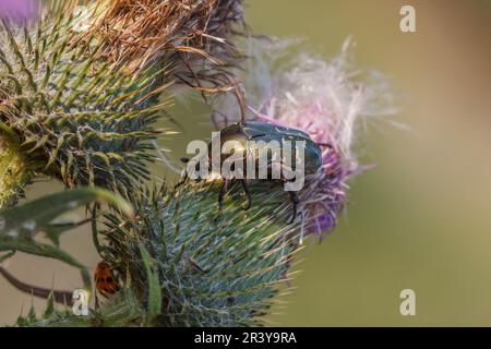 Cetonia aurata, connu sous le nom de Rose Fracer, Green Rose Fracer, Goldsmith scarafe Banque D'Images