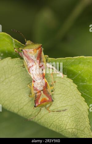 Acanthosoma hémorroidiale, connue sous le nom de Hawthorn Shield bug, Hawthorn Shield bug Banque D'Images