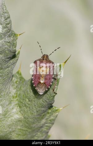 Dolycoris baccarum, connu sous le nom de bogue d'sloe, bogue de bouclier d'sloe, insecte de bouclier d'Hairy Banque D'Images