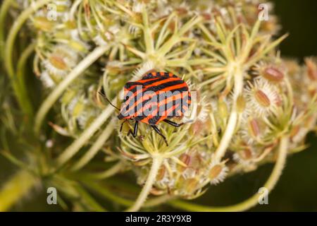 Graphosoma lineatum, connu sous le nom de bug Shield, insecte Minsrel, insecte rayé italien Banque D'Images