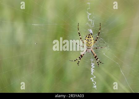 Argiope bruennichi, communément appelé araignée Wasp Banque D'Images