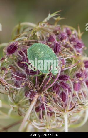 Palomena viridissima (nymph), connue sous le nom de bug Shield Banque D'Images