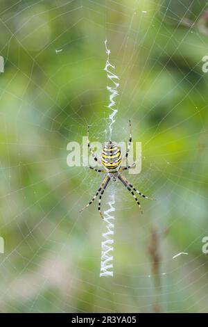 Argiope bruennichi, communément appelé araignée Wasp Banque D'Images