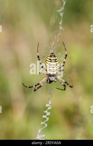 Argiope bruennichi, communément appelé araignée Wasp Banque D'Images