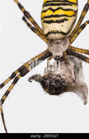 Argiope bruennichi, communément appelé araignée Wasp Banque D'Images