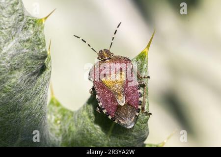 Dolycoris baccarum, connu sous le nom de bogue d'sloe, bogue de bouclier d'sloe, insecte de bouclier d'Hairy Banque D'Images