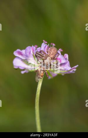 Xysticus kochi à la mouche, araignée de crabe sur fleur sabeuse Banque D'Images