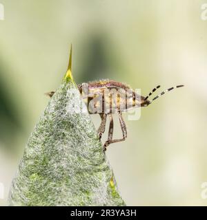 Dolycoris baccarum, connu sous le nom de bogue d'sloe, bogue de bouclier d'sloe, insecte de bouclier d'Hairy Banque D'Images