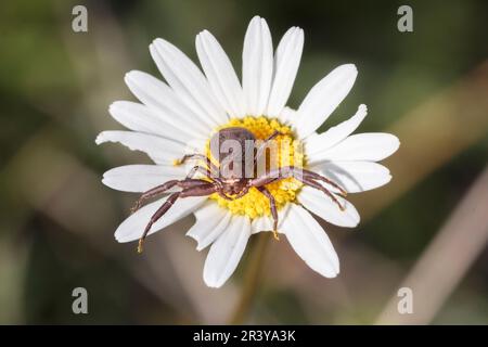 Xysticus kochi, connu sous le nom d'araignée de crabe moulu sur la Marguerite Oxeye Banque D'Images