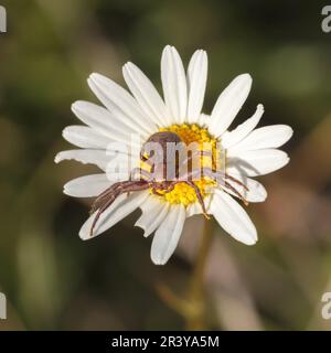 Xysticus kochi, connu sous le nom d'araignée de crabe moulu sur la Marguerite Oxeye Banque D'Images