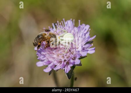 Misumena vatia avec abeille, connu sous le nom d'araignée de crabe de Goldenrod, araignée de fleur, araignée de crabe de fleur Banque D'Images