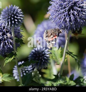 Un papillon d'amiral rouge (Vanessa Atalanta) avec ses ailes fermées Basking à la lumière du soleil sur une fleur de chardon du globe (Echinops Bannaticus). Banque D'Images